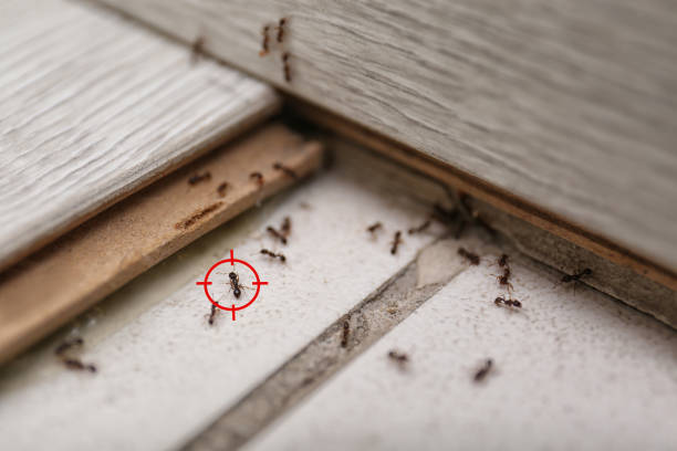 Best Cockroach Control Services  in South Riding, VA