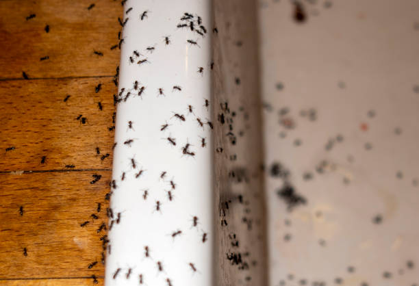 Best Wasp Removal Services  in South Riding, VA