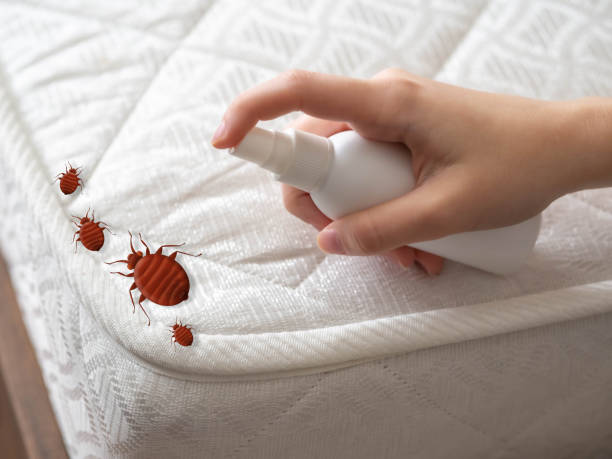 Best Termite Control Services  in South Riding, VA