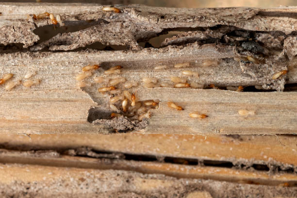 Best Wasp Removal Services  in South Riding, VA